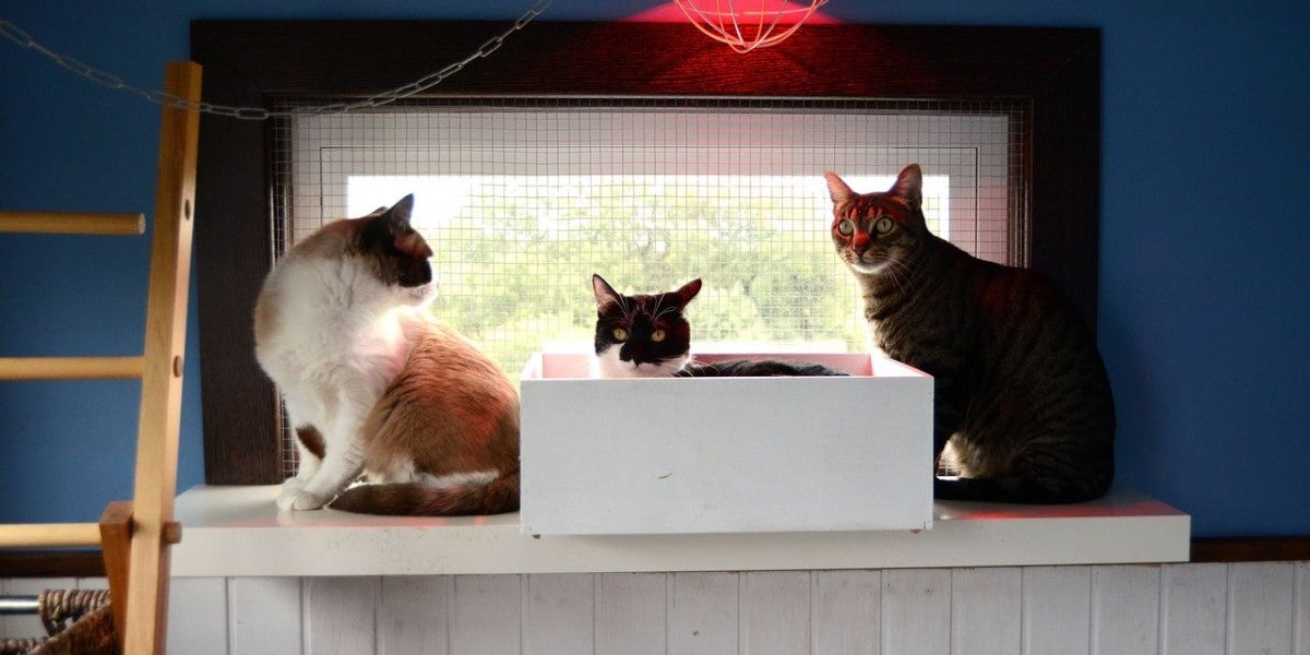 Cuando un gato sale de su entorno habitual, puede ser rechazado por su grupo Cuando un gato sale de su entorno habitual, puede ser rechazado por su grupo