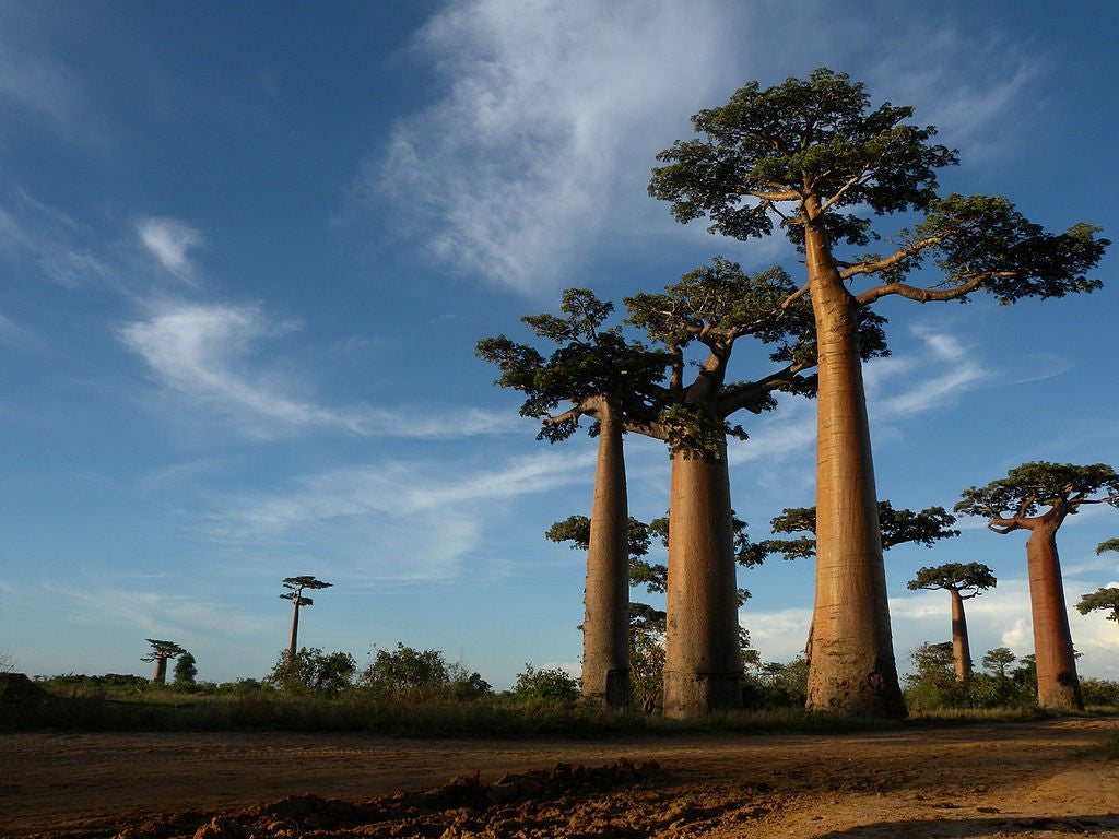 Madagascar, el paraíso de influencias africanas, polinesias y europeas Madagascar, el paraíso de influencias africanas, polinesias y europeas