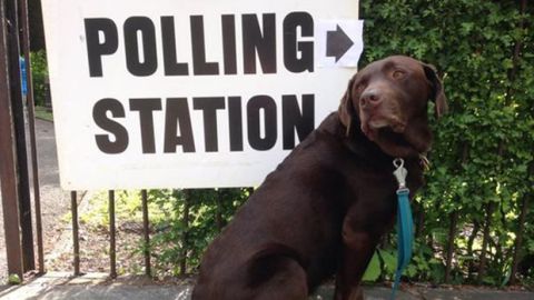 #dogsatpollingstations
