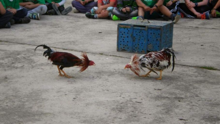Peleas de gallos