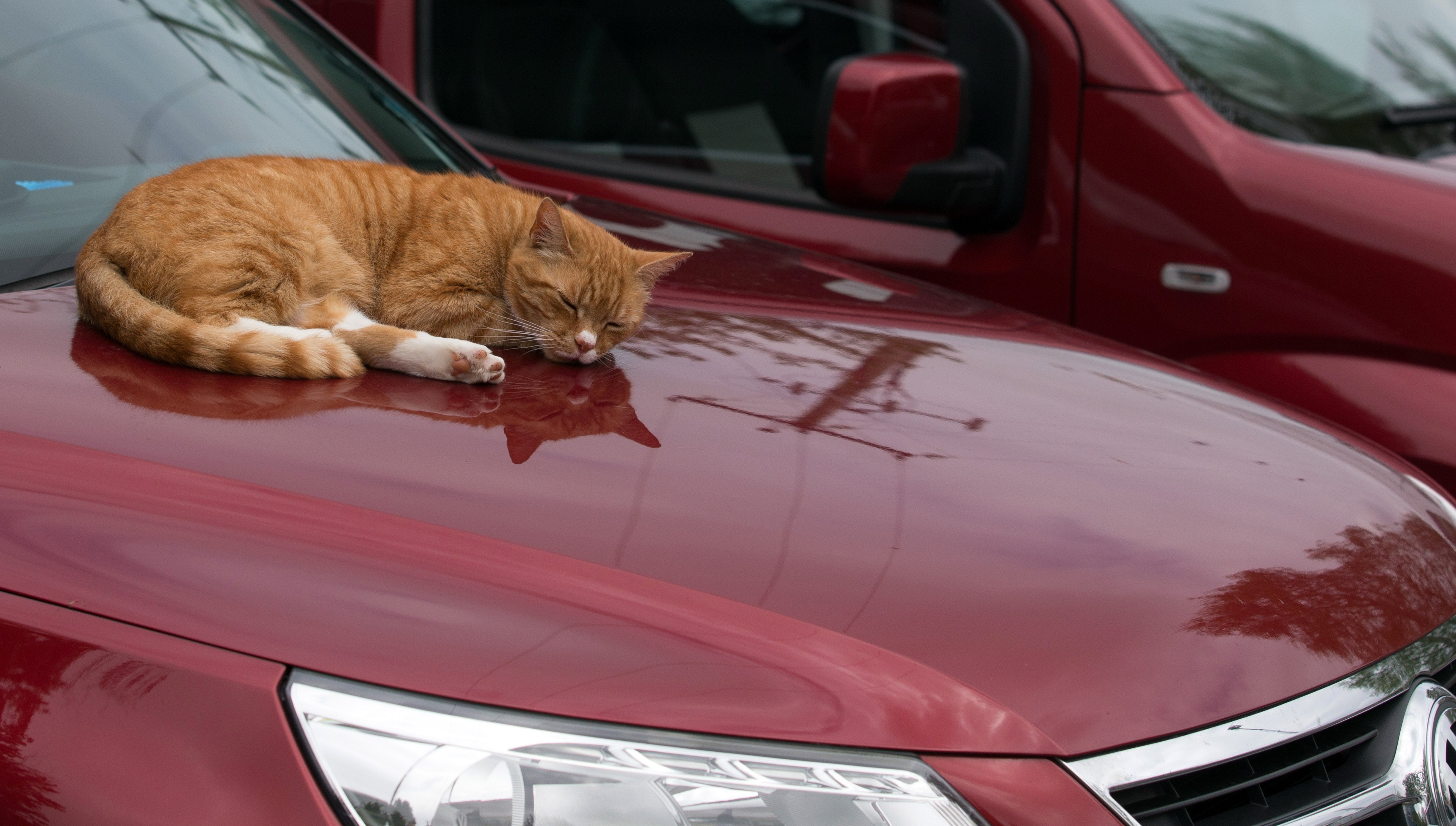 Consejos para viajar en coche con tu animal de compañía Consejos para viajar en coche con tu animal de compañía