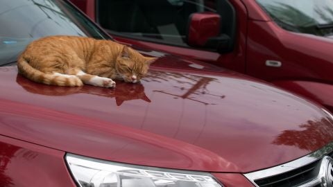 Un gato duerme sobre un coche