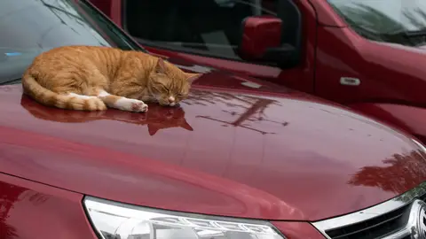 Un gato duerme sobre un coche Un gato duerme sobre un coche