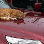 Un gato duerme sobre un coche