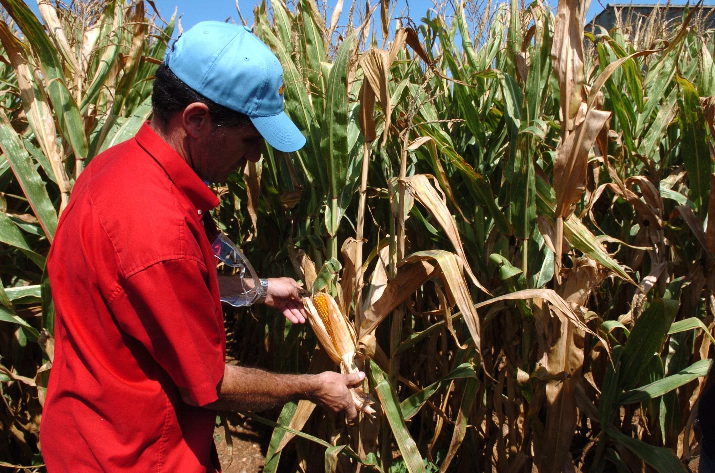 Más de cien Nobel piden a Greenpeace cambiar su postura sobre los alimentos transgénicos Más de cien Nobel piden a Greenpeace cambiar su postura sobre los alimentos transgénicos