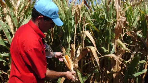 Alimentos transgénicos Alimentos transgénicos
