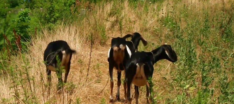 Cabras pastando Cabras pastando