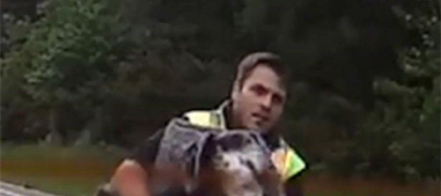Elliot Killingbeck socorriendo al animal atropellado Elliot Killingbeck socorriendo al animal atropellado