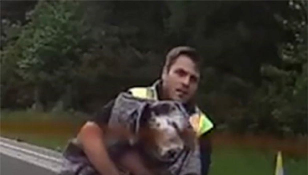 Dos conductores arriesgan su vida para rescatar a un perro atropellado en una autopista de Reino Unido