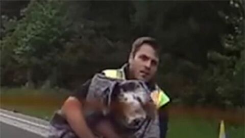 Dos conductores arriesgan su vida para rescatar a un perro atropellado en una autopista de Reino Unido