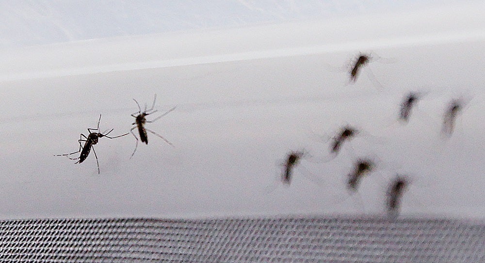 La OMS señala que el riesgo de infección del virus del ziKa en los JJOO de Brasil es "bajo" La OMS señala que el riesgo de infección del virus del ziKa en los JJOO de Brasil es "bajo"