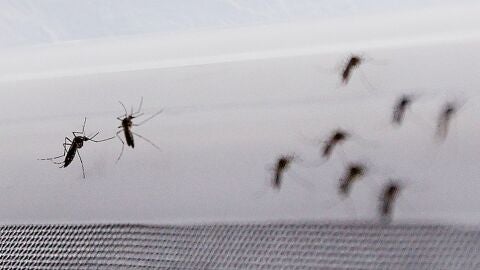 Fotograf&iacute;a de mosquito Aedes aegypti, transmisor del virus del Zika