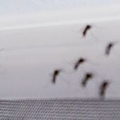 Fotografía de mosquito Aedes aegypti
