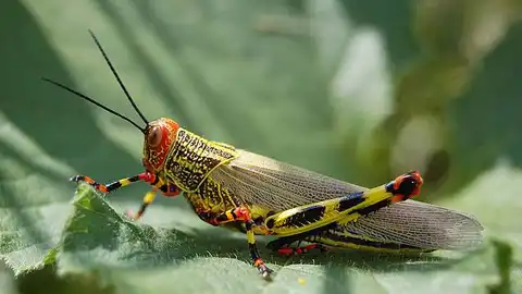 Una langosta de colores Una langosta de colores