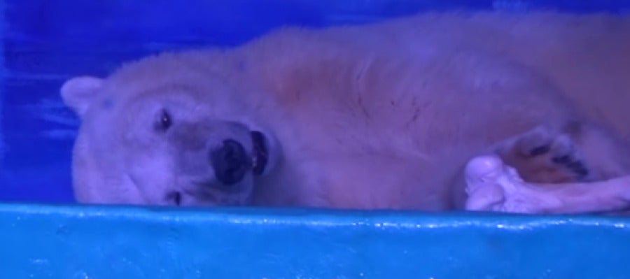El oso polar más triste del mundo vive en China El oso polar más triste del mundo vive en China