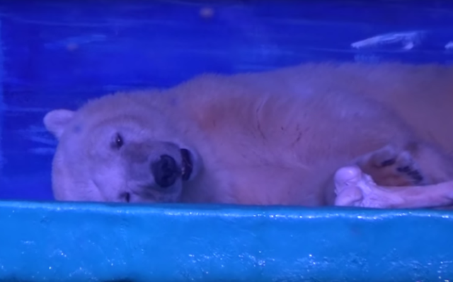 Pizza, el oso más triste del mundo, trasladado temporalmente al lugar donde nació Pizza, el oso más triste del mundo, trasladado temporalmente al lugar donde nació