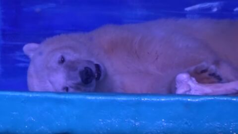El oso polar m&aacute;s triste del mundo vive en China