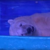 El oso polar más triste del mundo vive en China