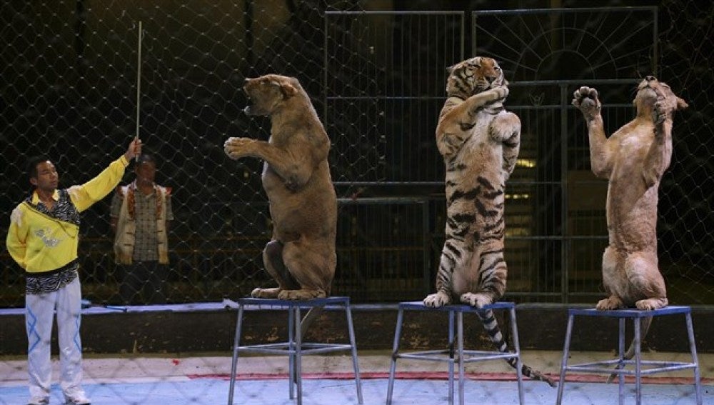 Un circo que utiliza tigres como parte del espectáculo