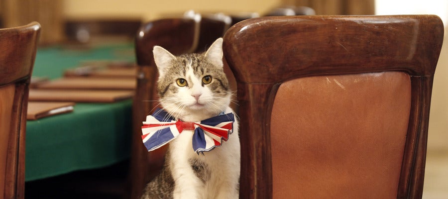 El gato Larry, el 'ratonero jefe' del Downing Street El gato Larry, el 'ratonero jefe' del Downing Street