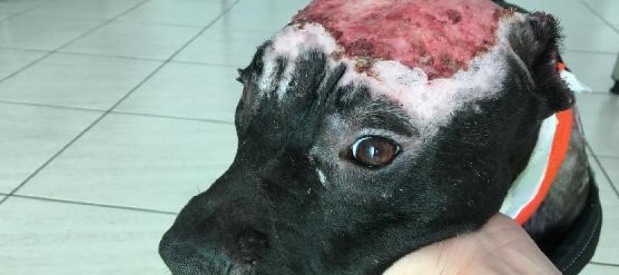 Kiara, la perra maltratada a la que la Guardia Civil ha rescatado Kiara, la perra maltratada a la que la Guardia Civil ha rescatado