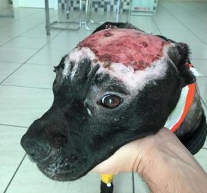 Kiara, la perra maltratada a la que la Guardia Civil ha rescatado Kiara, la perra maltratada a la que la Guardia Civil ha rescatado