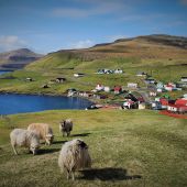 En Feroe hay más ovejas que humanos