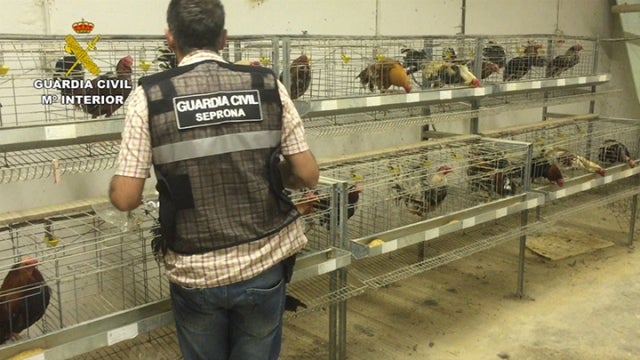 200 gallos de peleas intervenidos y 17 detenidos en Cantabria, Vizcaya y Asturias 200 gallos de peleas intervenidos y 17 detenidos en Cantabria, Vizcaya y Asturias