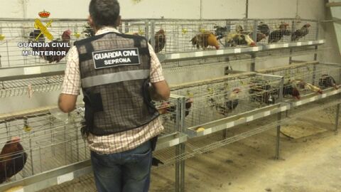 Encontrados m&aacute;s de 27 gallos escondidos en otra finca 