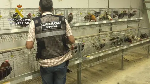 Encontrados más de 27 gallos escondidos en otra finca Encontrados más de 27 gallos escondidos en otra finca
