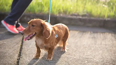 Paseando al perro. Paseando al perro