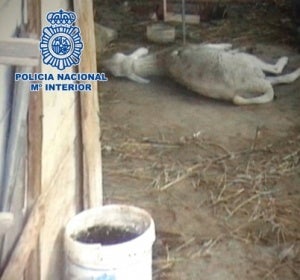 Ovejas y perros en grave estado de maltrato en Málaga Ovejas y perros en grave estado de maltrato en Málaga