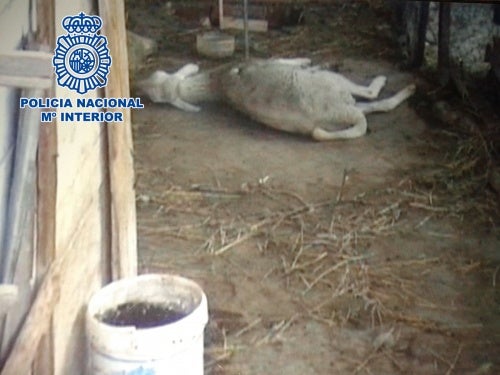 Detenido por maltratar 19 perros y 7 ovejas Detenido por maltratar 19 perros y 7 ovejas