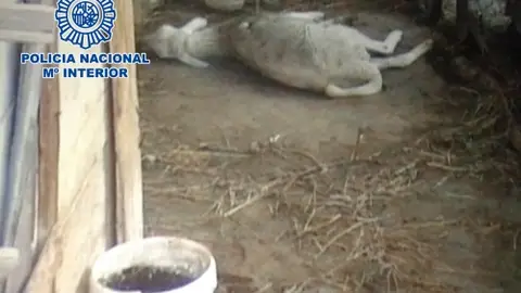 Ovejas y perros en grave estado de maltrato en Málaga Ovejas y perros en grave estado de maltrato en Málaga