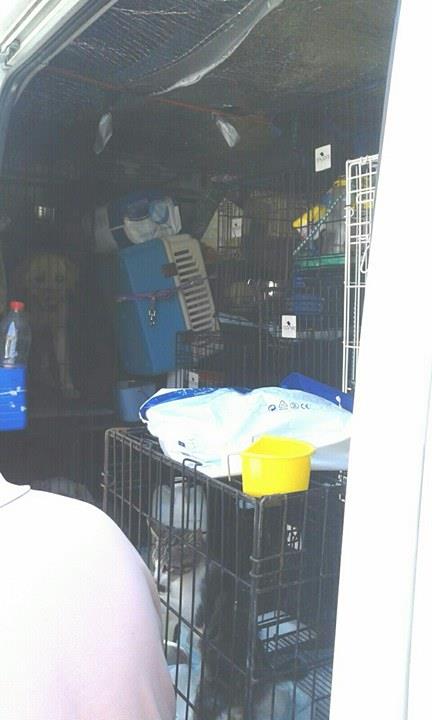 La ilegalidad en los transportes de animales La ilegalidad en los transportes de animales