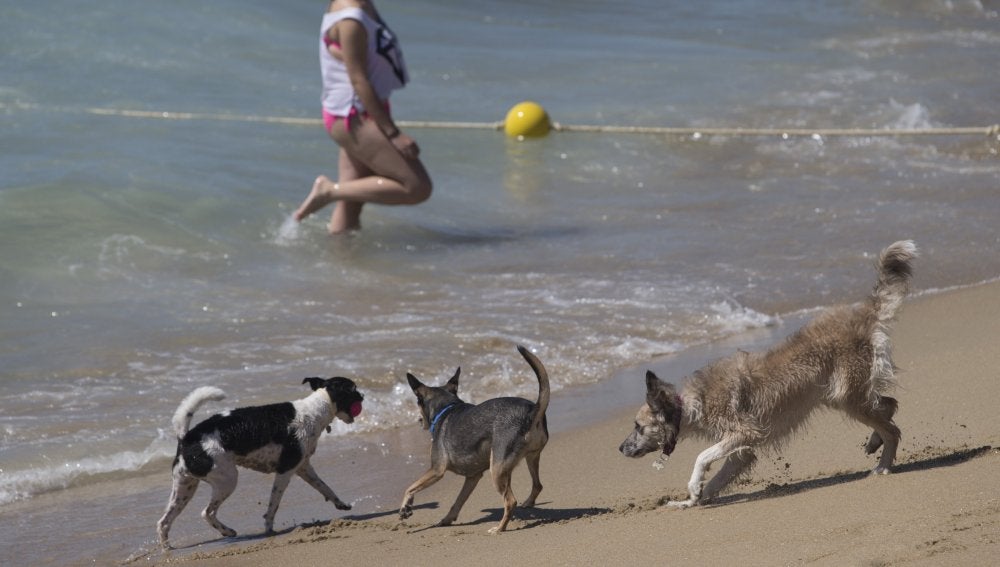 Los perros disfrutan en una playa.