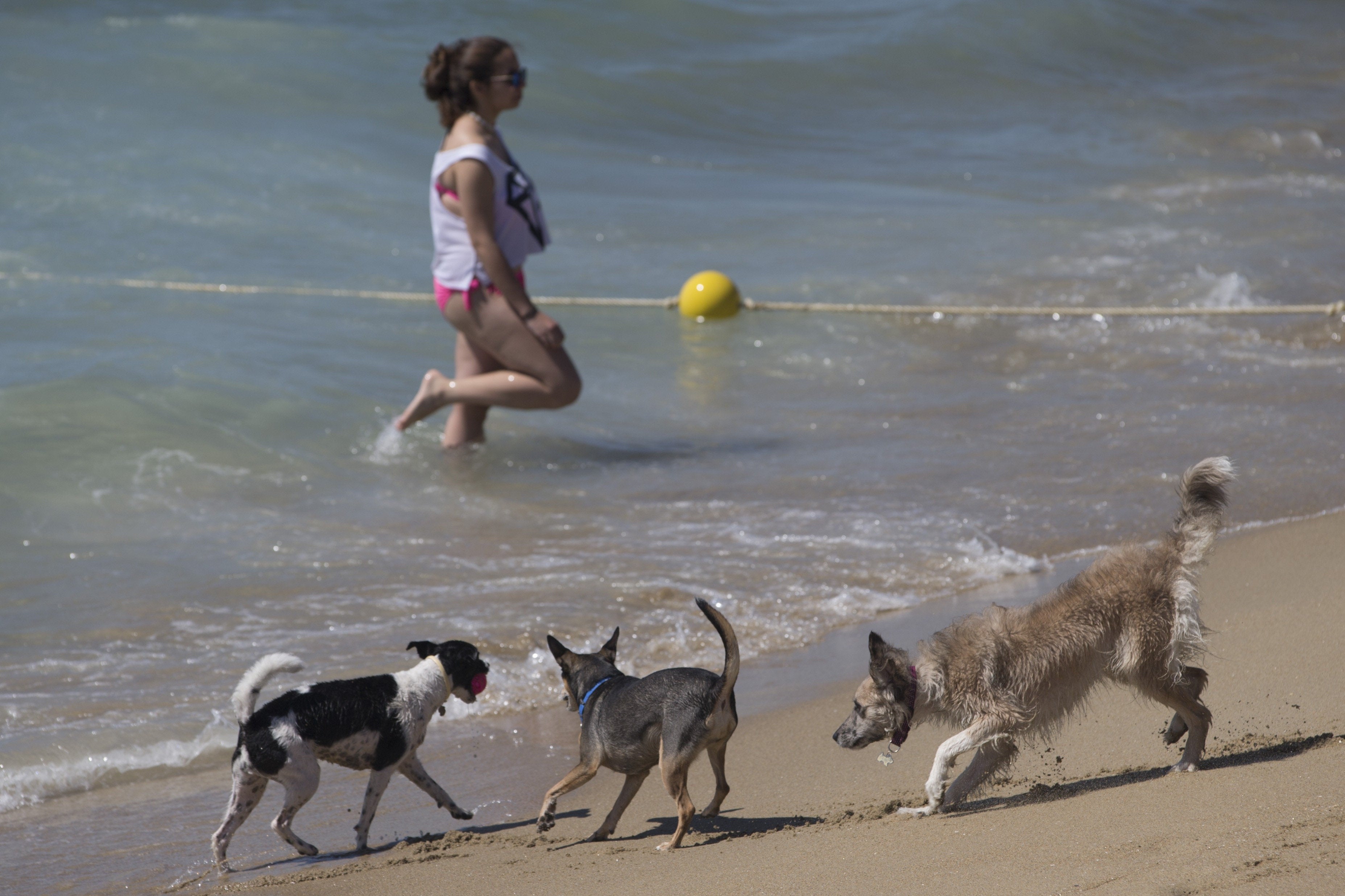Disfruta de las playas caninas de Mallorca, Menorca e Ibiza Disfruta de las playas caninas de Mallorca, Menorca e Ibiza