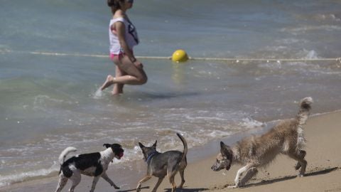 Los perros disfrutan en una playa.