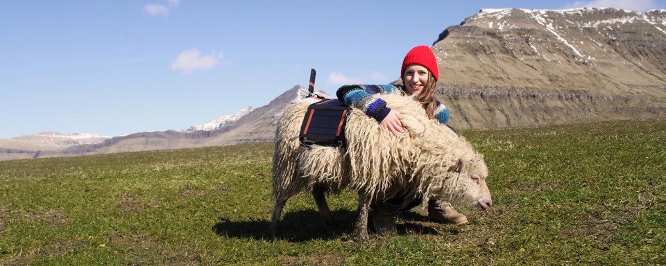 Las ovejas, los coches de Google de las Islas Feroe Las ovejas, los coches de Google de las Islas Feroe