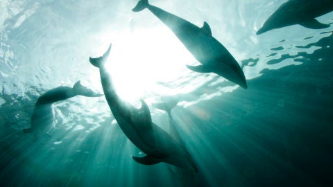 Imagen de archivo de varios delfines