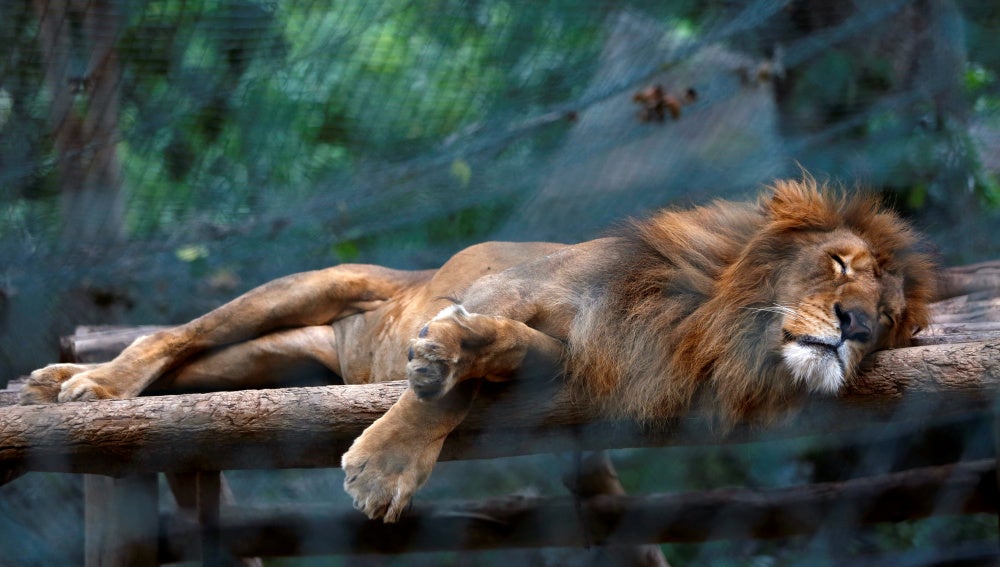 La Policía alemana mata a tiros a uno de los dos leones que se escaparon de  un zoo en Leipzig | Onda Cero Radio