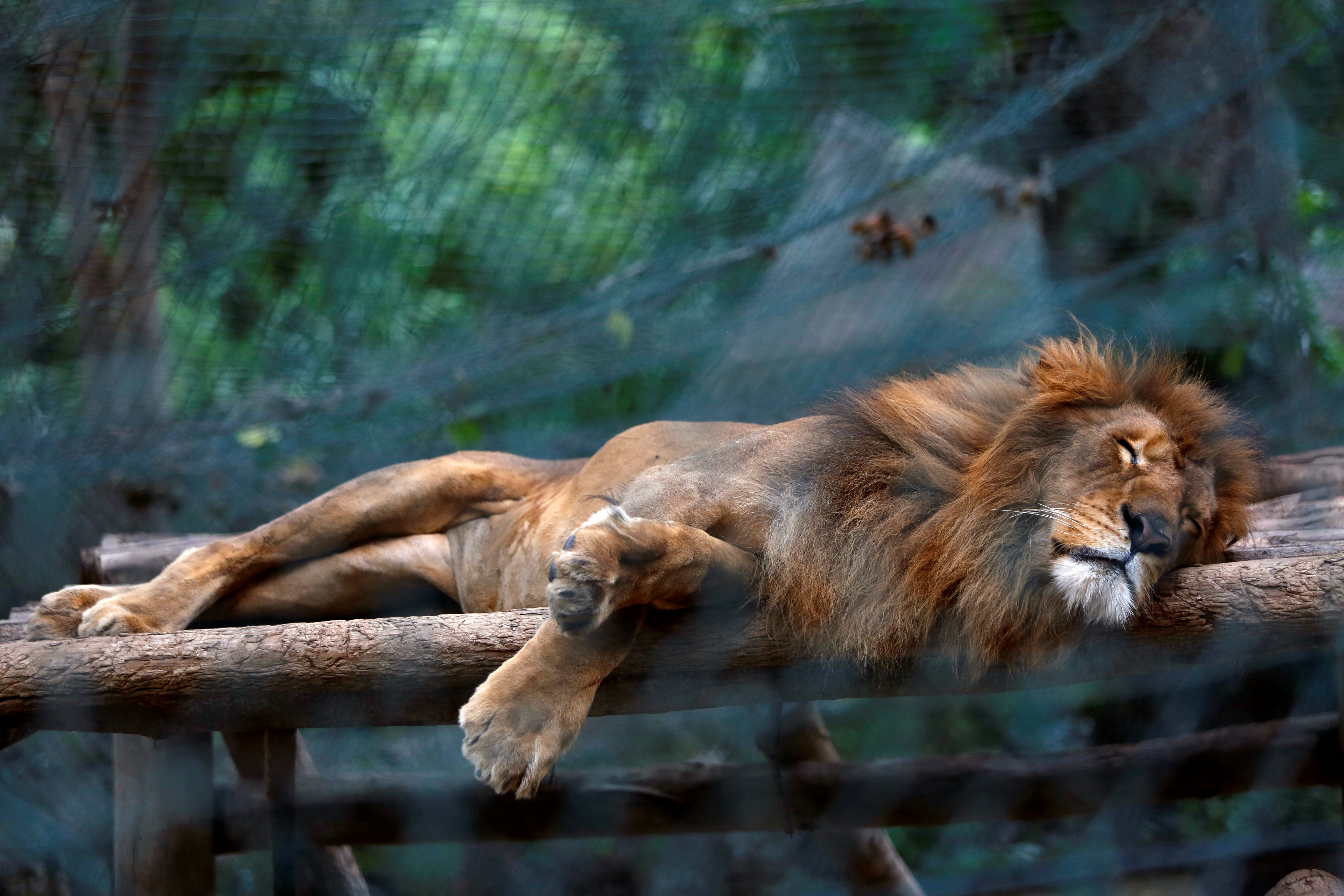 La Policía alemana mata a tiros a uno de los dos leones que se escaparon de un zoo en Leipzig La Policía alemana mata a tiros a uno de los dos leones que se escaparon de un zoo en Leipzig