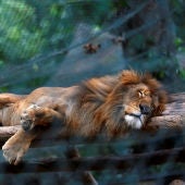 Un león en el zoológico de Caricuao