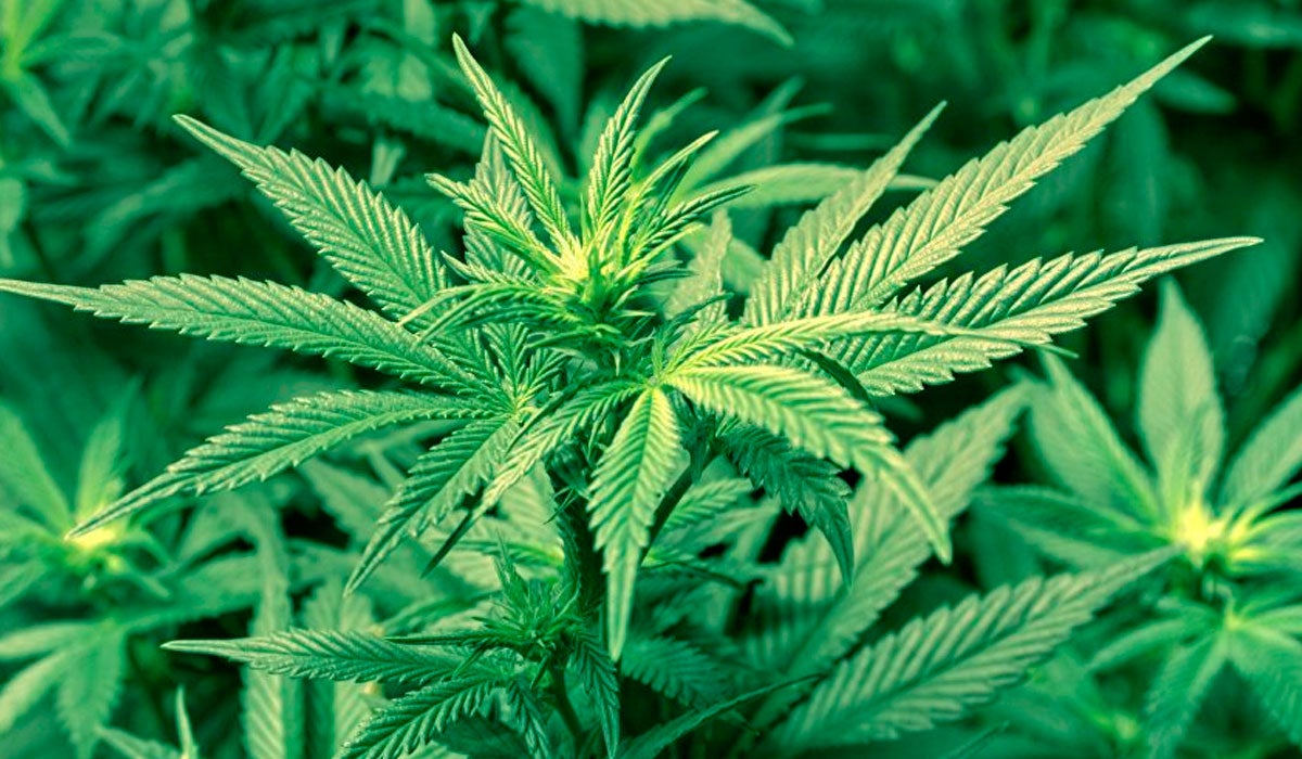 Dos detenidos por posesión de 87 plantas de marihuana Dos detenidos por posesión de 87 plantas de marihuana
