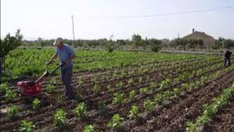agricultura ecol&oacute;gica