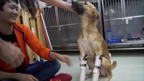 Imagen del perro al recibir sus pr&oacute;tesis