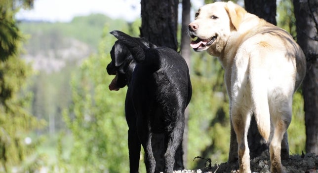 Un traficante indemnizará al dueño de unos perros intoxicados con su hachís Un traficante indemnizará al dueño de unos perros intoxicados con su hachís