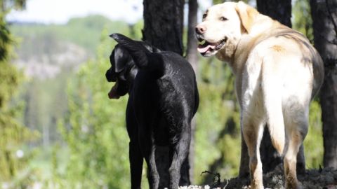 Imagen de archivo de dos perros descansando