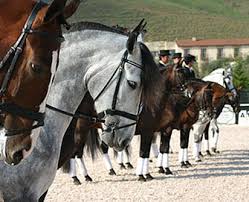 Zafra acoge este fin de semana a ochenta jinetes y amazonas en el Campeonato de Extremadura de Doma Clásica Zafra acoge este fin de semana a ochenta jinetes y amazonas en el Campeonato de Extremadura de Doma Clásica