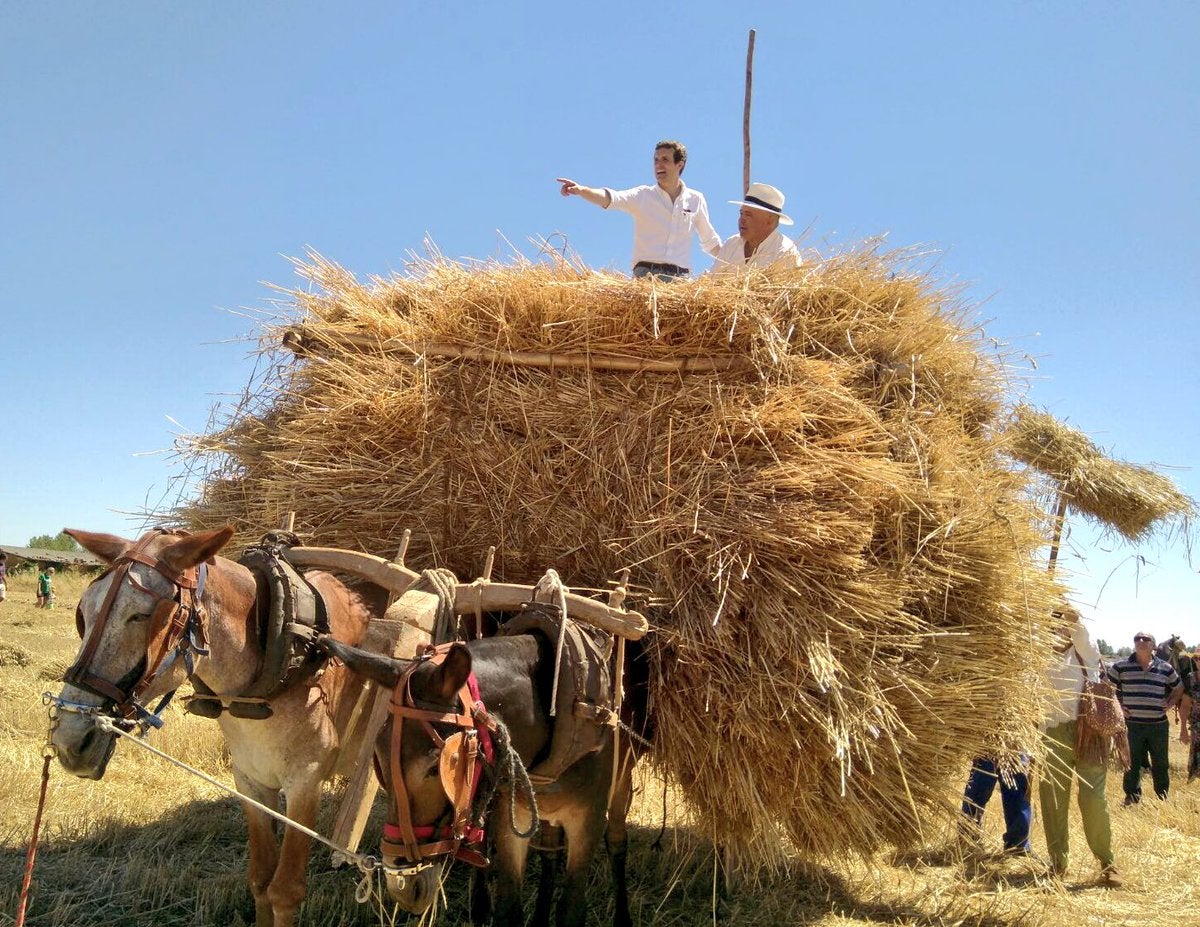 Pablo Casado se va al campo a labrar y las redes sociales le responden con memes Pablo Casado se va al campo a labrar y las redes sociales le responden con memes